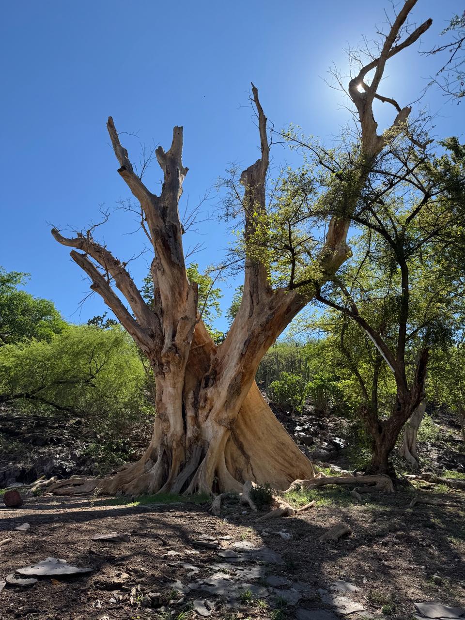 Flora Isla Grande