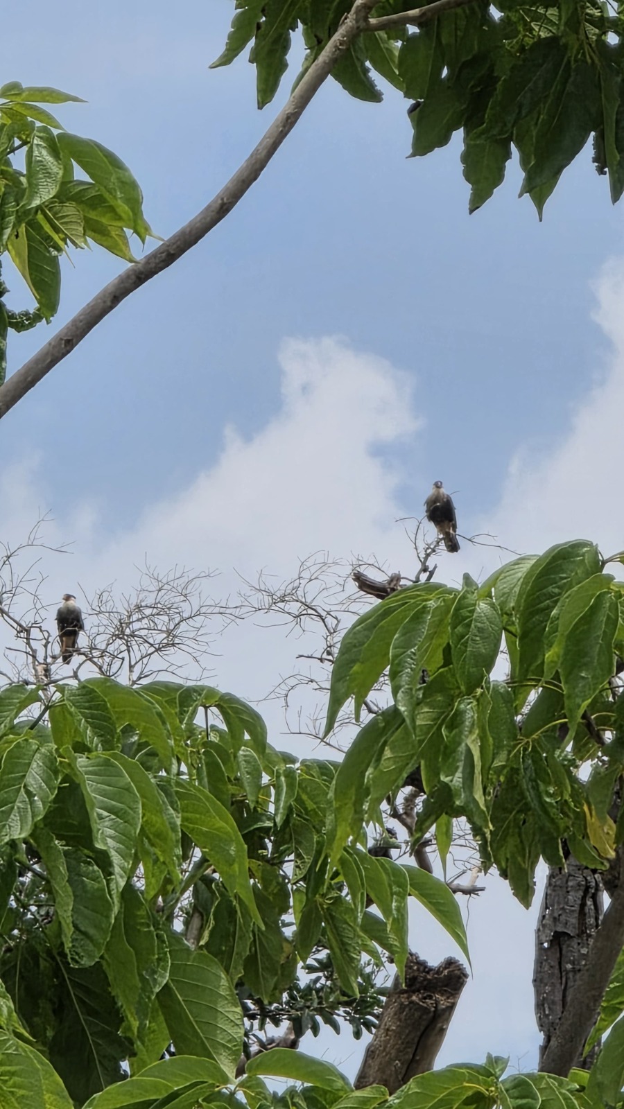 Ardillas — Isla Grande