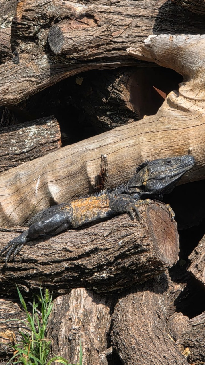 Iguanas — Isla Grande