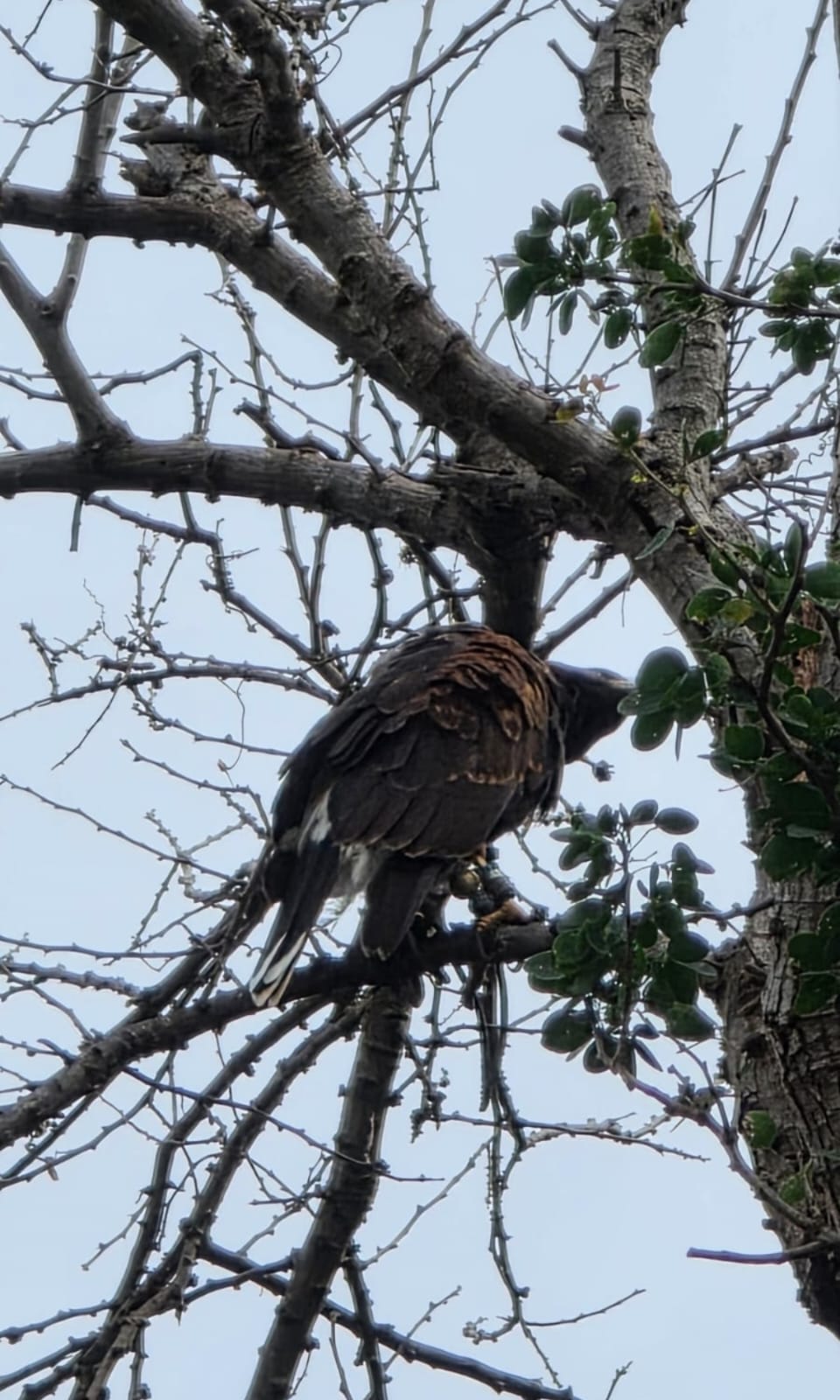 Fauna Silvestre — Isla Grande