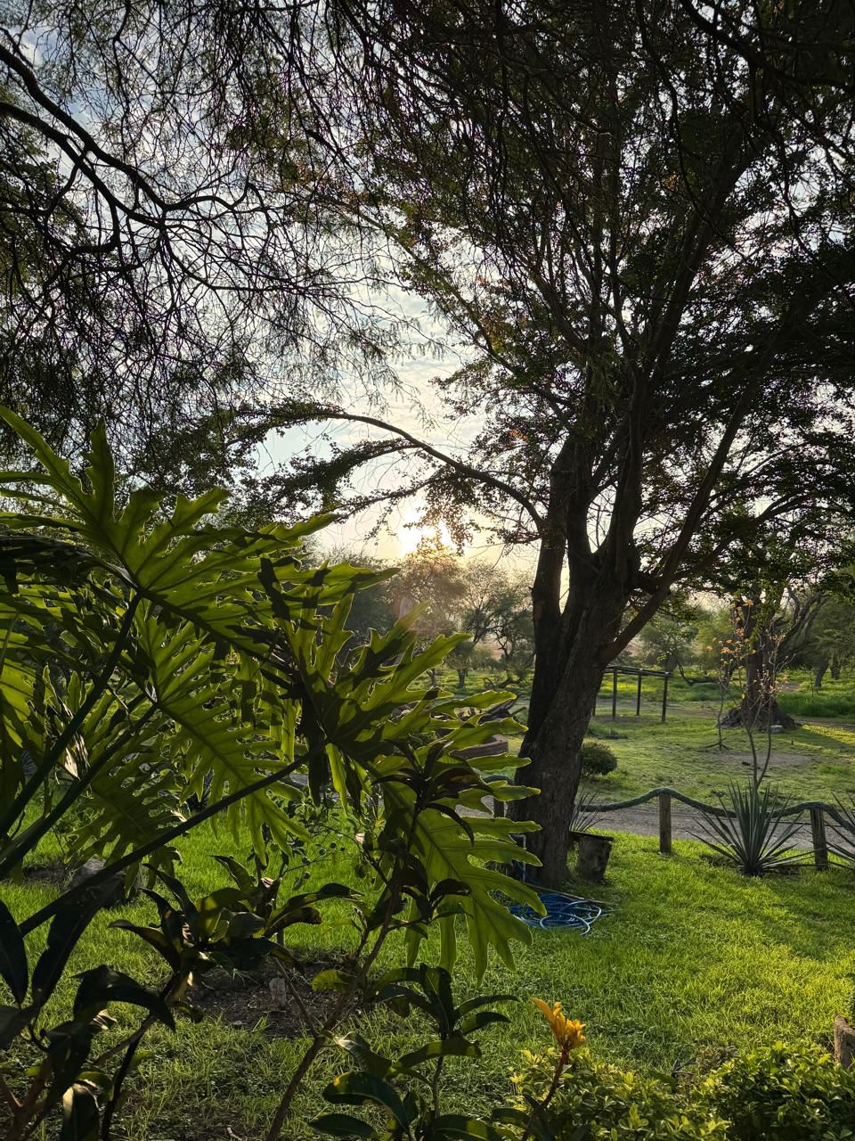 Flora Isla Grande