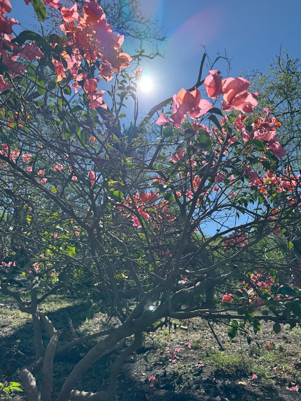 Flora Isla Grande
