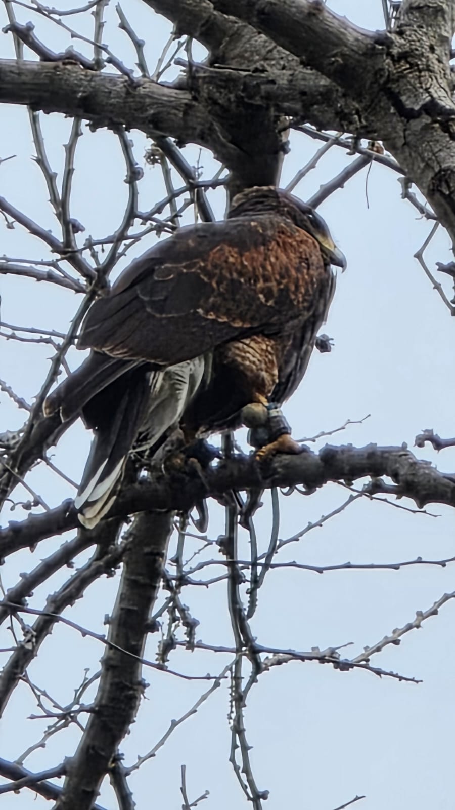 Avistamiento de Aves — Isla Grande