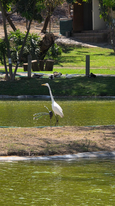 Fauna Silvestre — Isla Grande