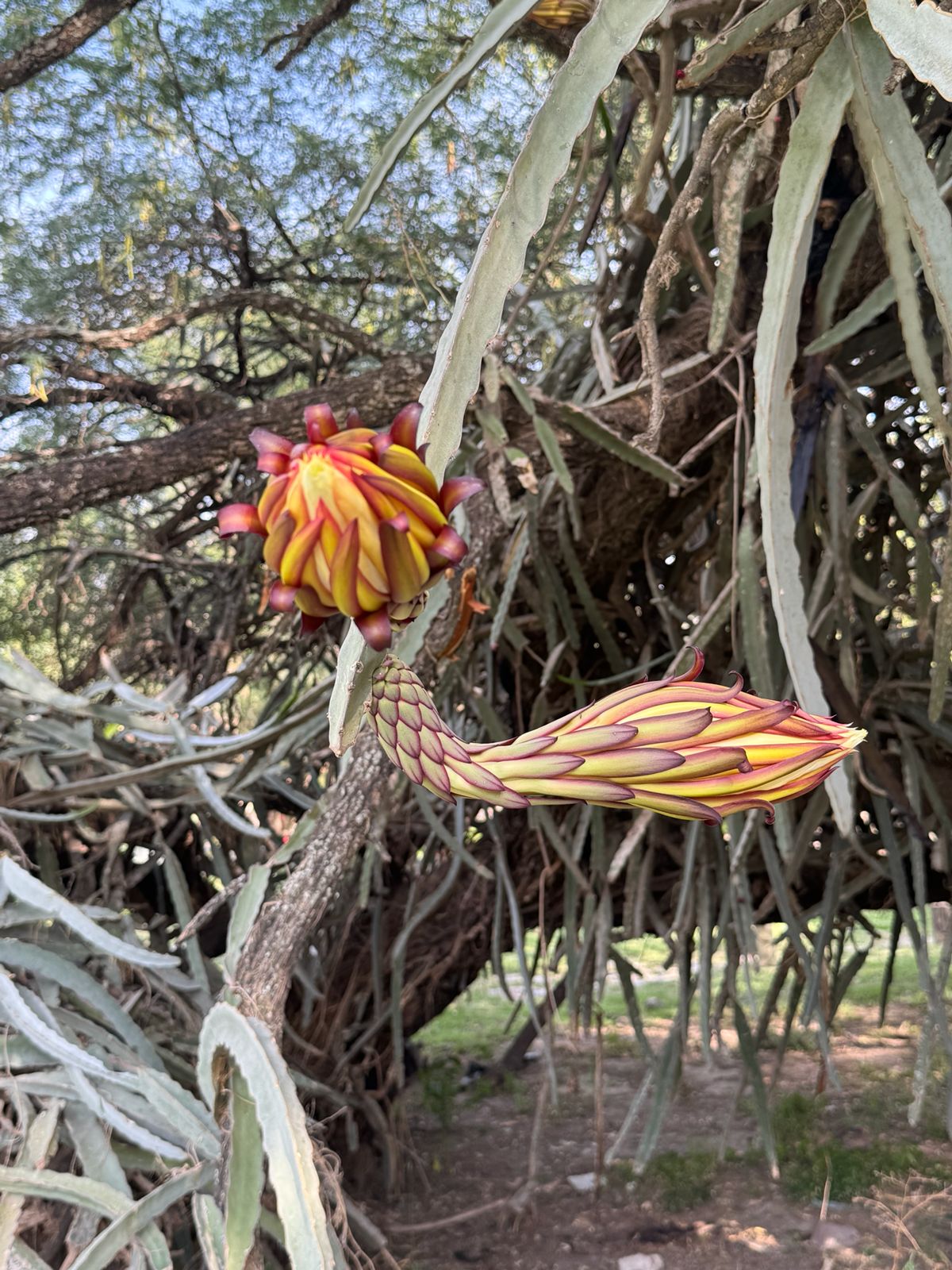 Flora Isla Grande