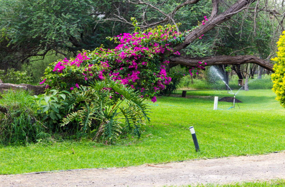 Flora Isla Grande