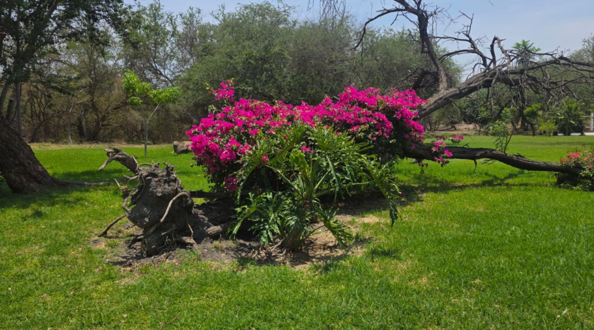 Flora Isla Grande