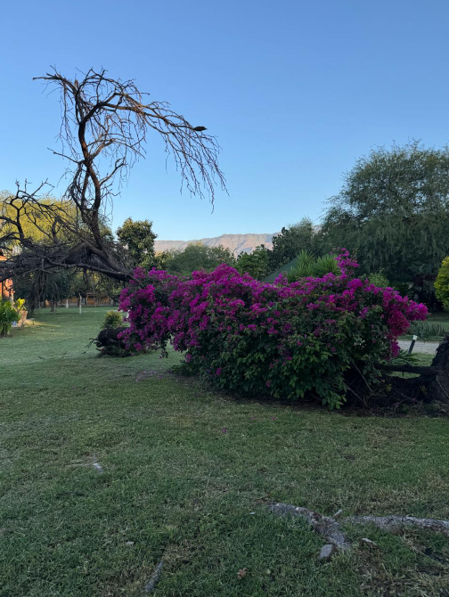 Flora Isla Grande