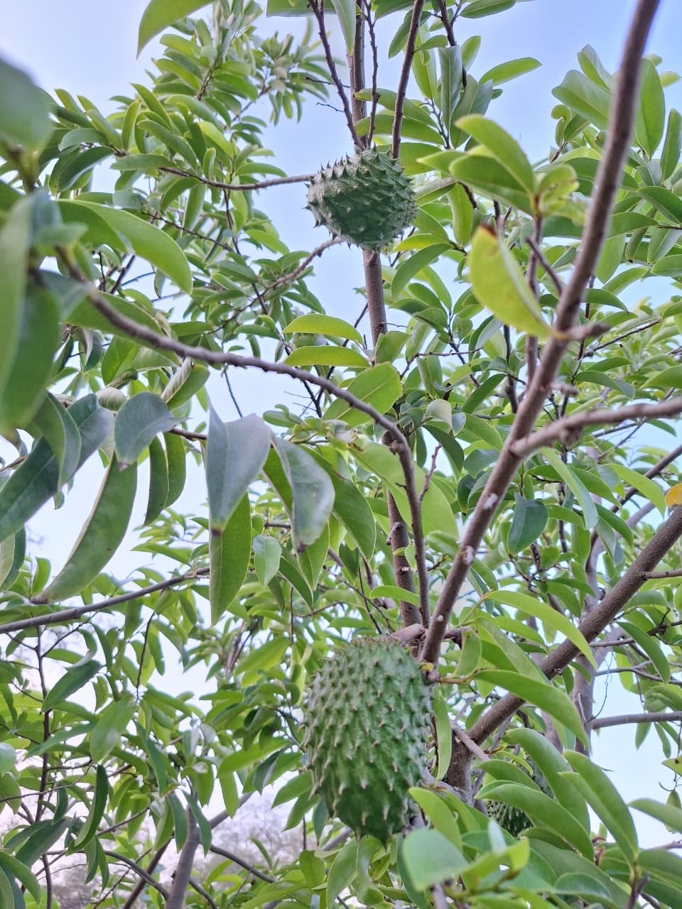 Flora Isla Grande
