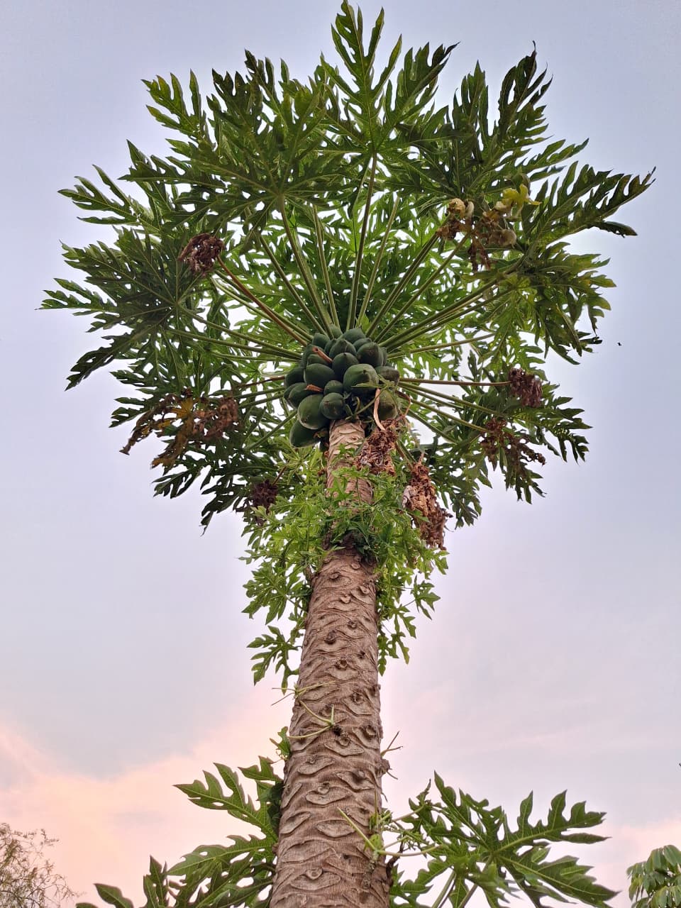 Flora Isla Grande