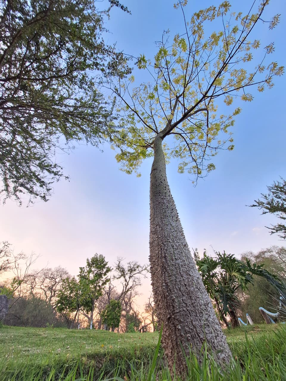 Flora Isla Grande