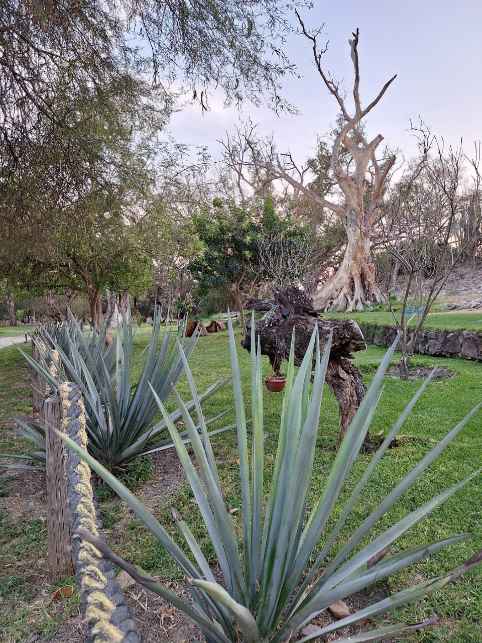 Flora Isla Grande