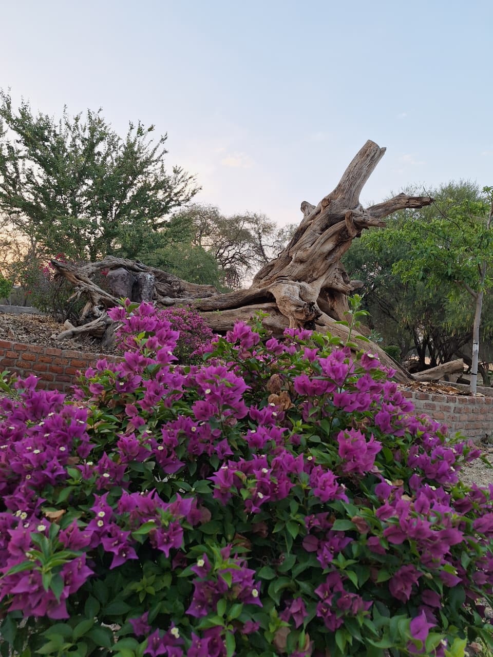Flora Isla Grande