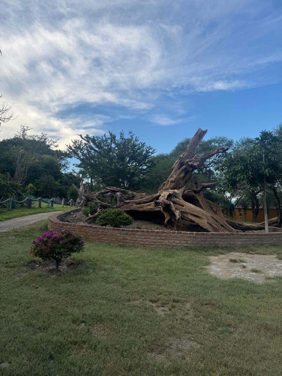 Flora Isla Grande