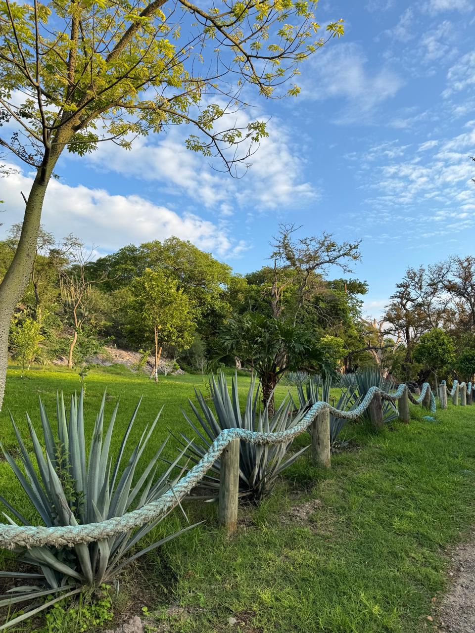Flora Isla Grande